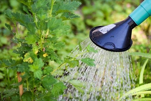 Protéger son jardin du changement climatique