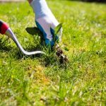 Comment reconnaître et éviter les mauvaises herbes ?