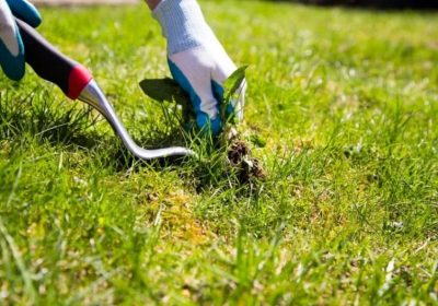 Comment reconnaître et éviter les mauvaises herbes ?