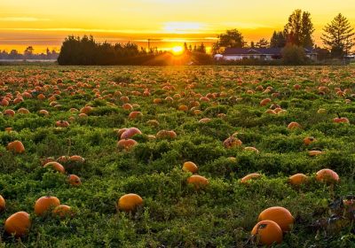 Préparez vos plantations d’automne avec ces plantes idéales