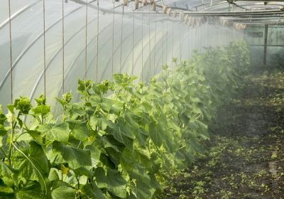 Les tendances du jardinage à surveiller en 2023