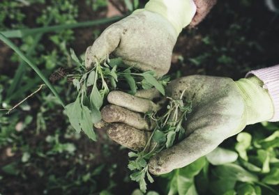 Les erreurs courantes de jardinage et comment les éviter