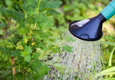 Protéger son jardin du changement climatique