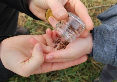 Comment choisir les meilleures semences pour votre jardin