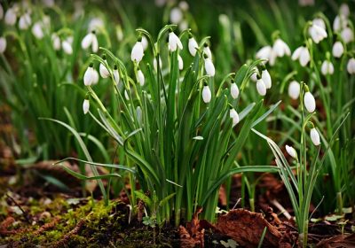 Comment préparer votre jardin pour l’hiver : Des conseils pour préparer votre jardin pour la saison froide