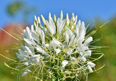 Améliorer la qualité de l’air avec ces plantes d’intérieur