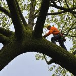 Services d’élagage au pays basque : un soin professionnel des arbres