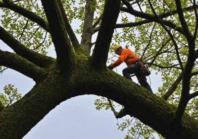 Services d’élagage au pays basque : un soin professionnel des arbres